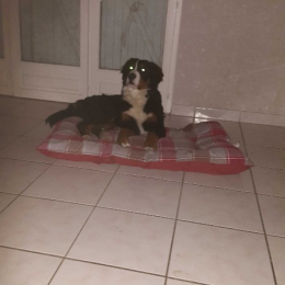 Pixelle profile