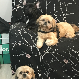 Harley, lilo et jazz profile