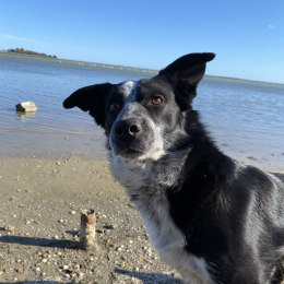 Naïko profile