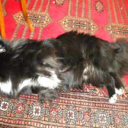 Max profile
