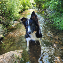 Taïga profile