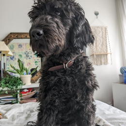 Ivy profile