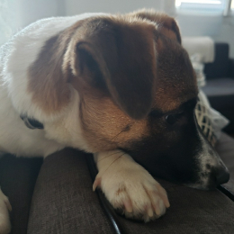 Sven profile
