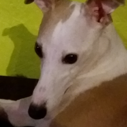 Doggo profile