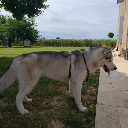 Balto profile
