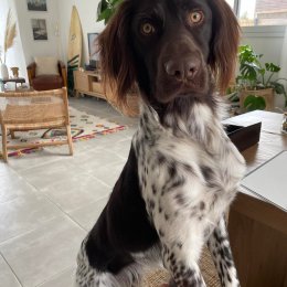 Serge profile