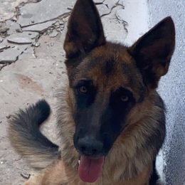 Ala profile