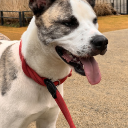Sokka profile