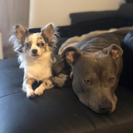 Raja et silver profile