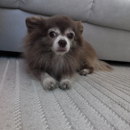 Kobi profile