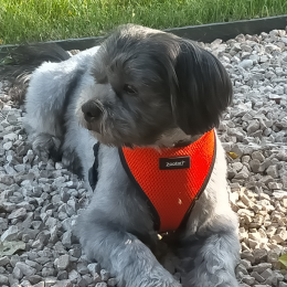 Grisou profile