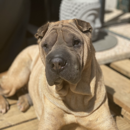 Pastis profile