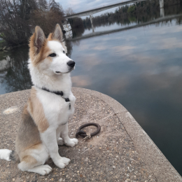 Timon profile