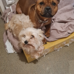 Saiyan et simba profile