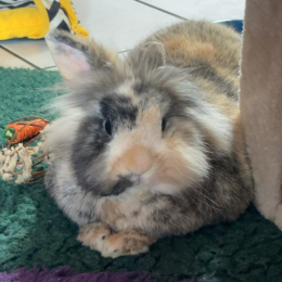 Amélie profile