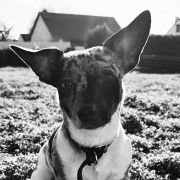 Taz profile