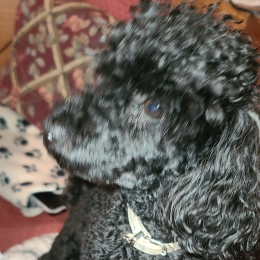 Max profile