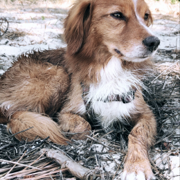 Junior  profile