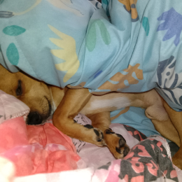 Patate la pot' profile