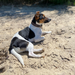 Schtroumpf profile