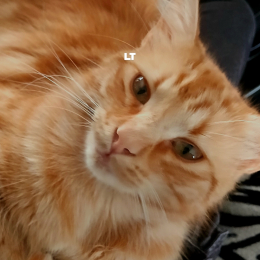 Cedric profile
