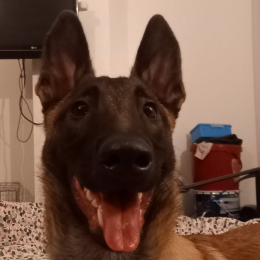 Sylvestre profile