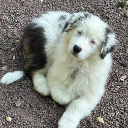 Albi profile