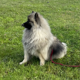 Snoop profile