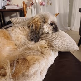 Teddy profile