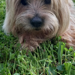 Guss profile