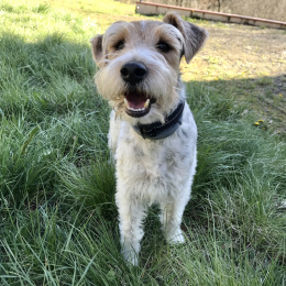 Milo profile