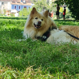 Noukaï profile