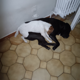 Phoebe et dakio profile