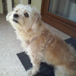 Doggo profile