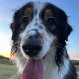 Tessy profile