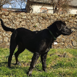 Willy profile