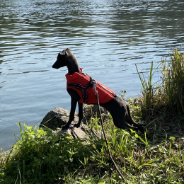 Sacha profile