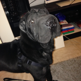 Jango profile