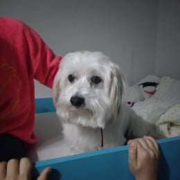 Benji profile
