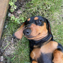 Doggo profile