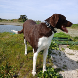 Thor profile