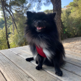 Tiago profile