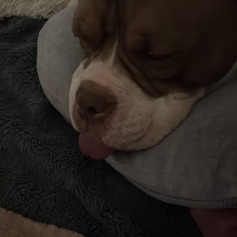 Baby chou profile