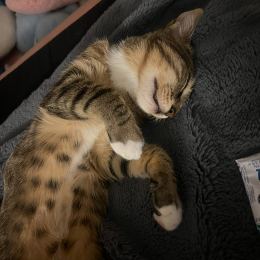 Nougat profile