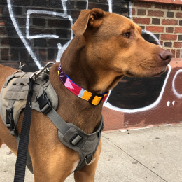 Eden profile