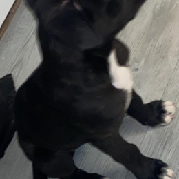 Sako profile