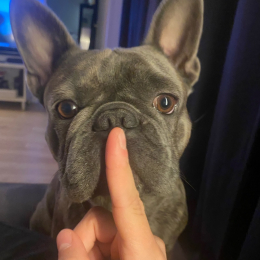 Pablo profile