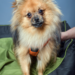 Cheddar profile
