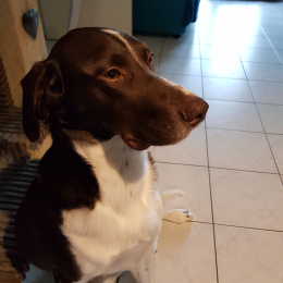 Thor profile