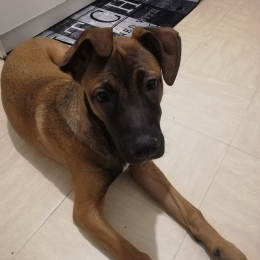 Tyson profile